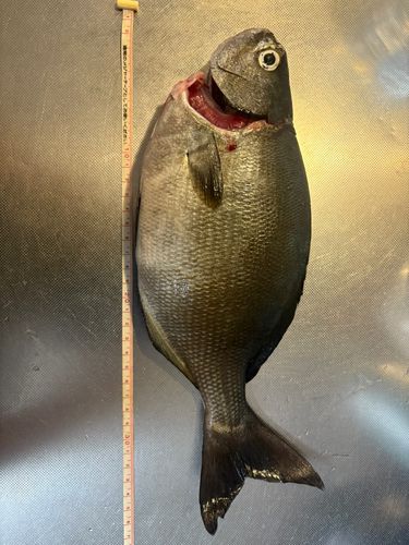 イスズミの釣果