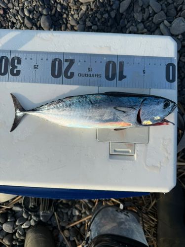 ヒラソウダの釣果
