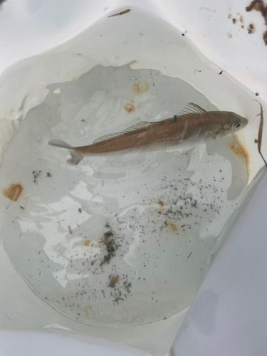 シロギスの釣果