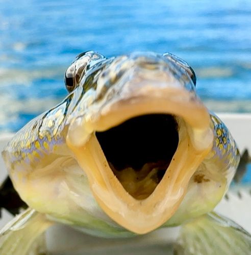 ネズミゴチの釣果