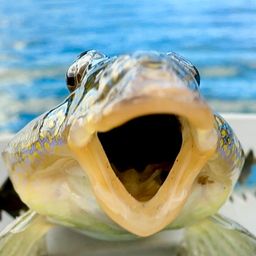 ネズミゴチ