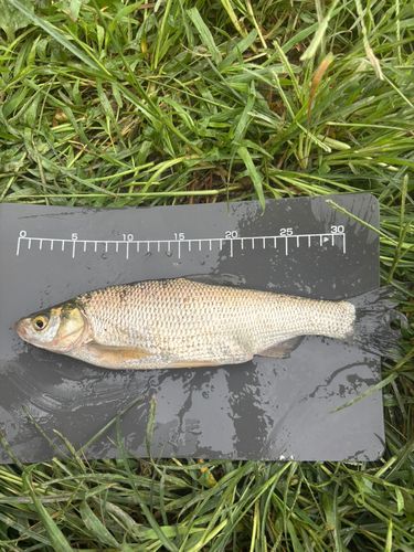 マルタウグイの釣果