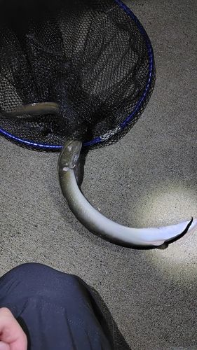 ウナギの釣果