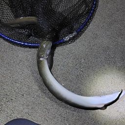 ウナギ