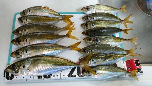 アジの釣果