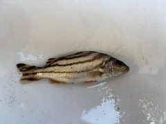 コトヒキの釣果