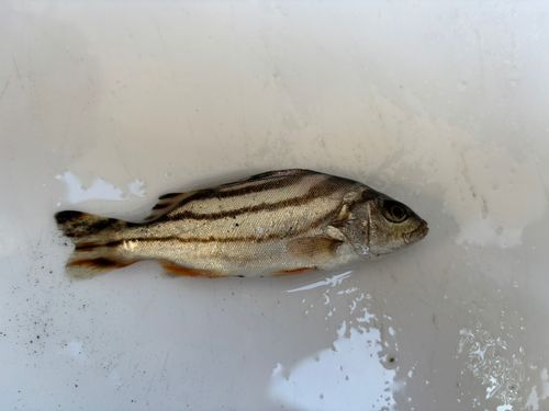 コトヒキの釣果