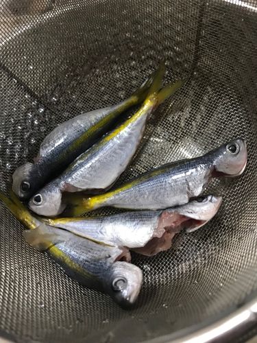 タカベの釣果