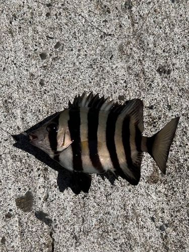 釣果