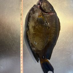 ニセカンランハギ