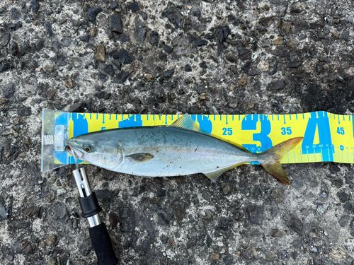 ツバスの釣果