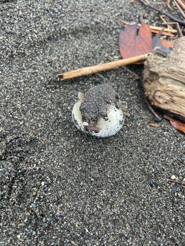 クサフグの釣果