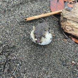 クサフグ