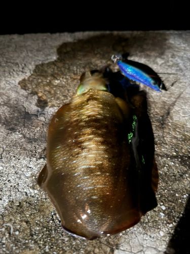 アオリイカの釣果