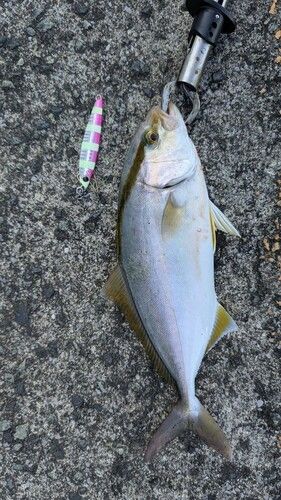カンパチの釣果