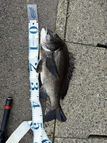 チヌの釣果