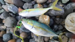 ワカシの釣果
