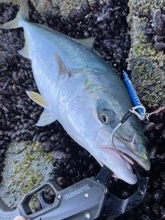 ワラサの釣果