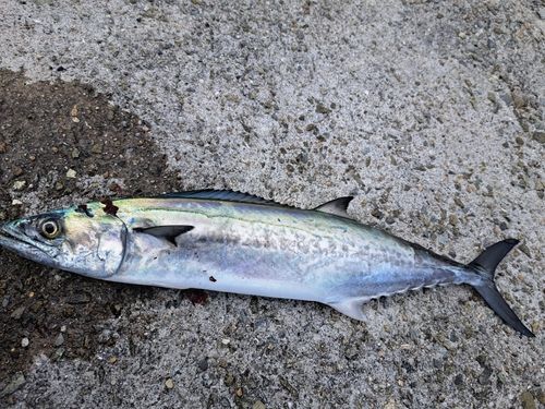 サゴシの釣果
