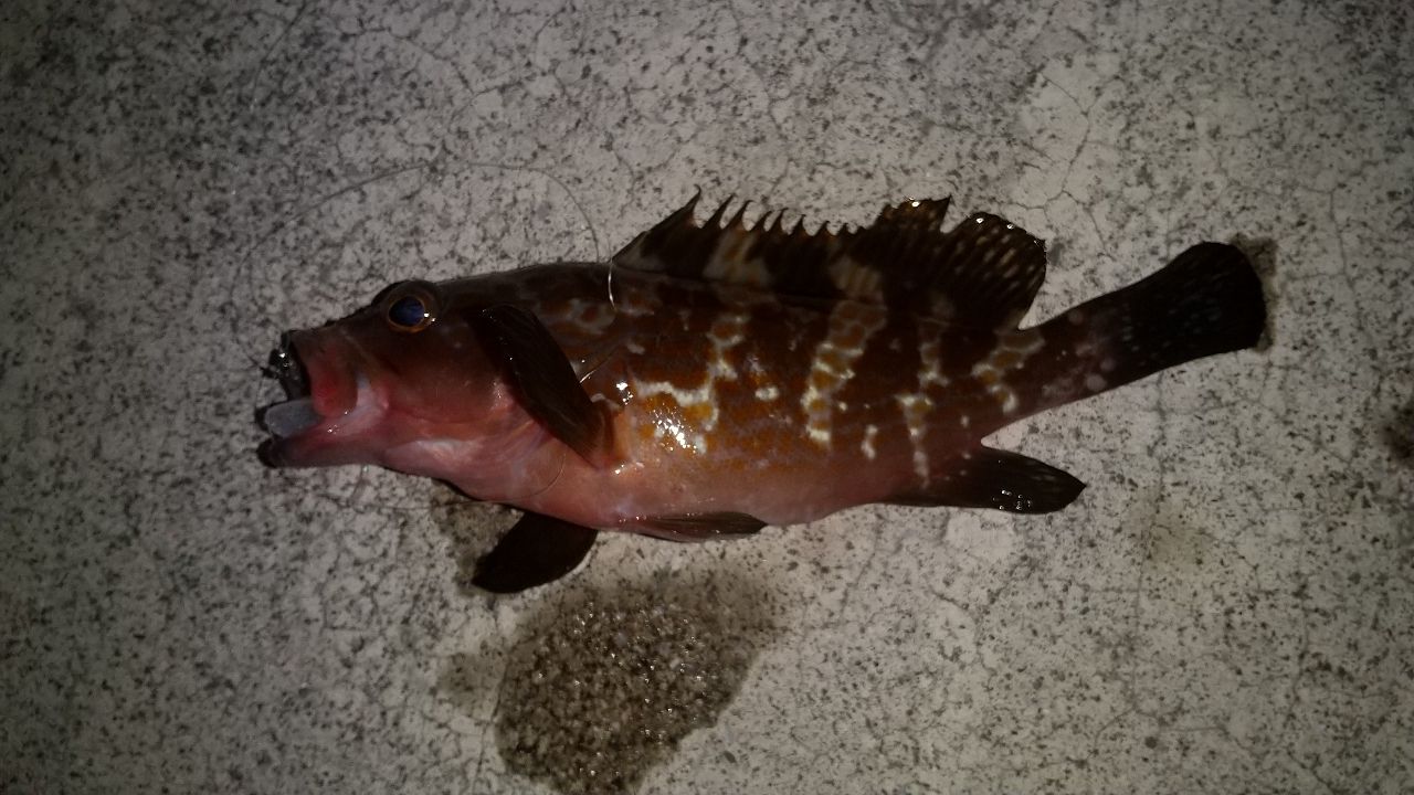 アコウ