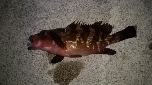 アコウの釣果