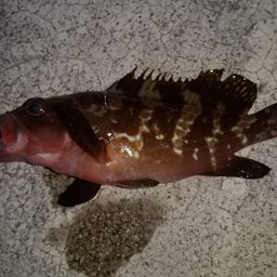 アコウ