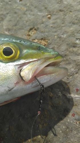 ヤズの釣果
