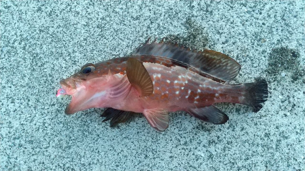 アコウ