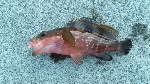 アコウの釣果