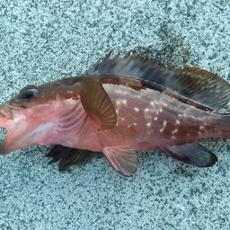 アコウ