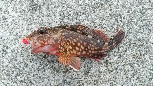 カサゴの釣果