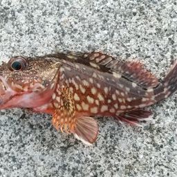 カサゴ