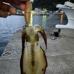 アオリイカ