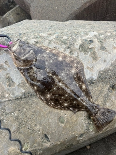 ヒラメの釣果