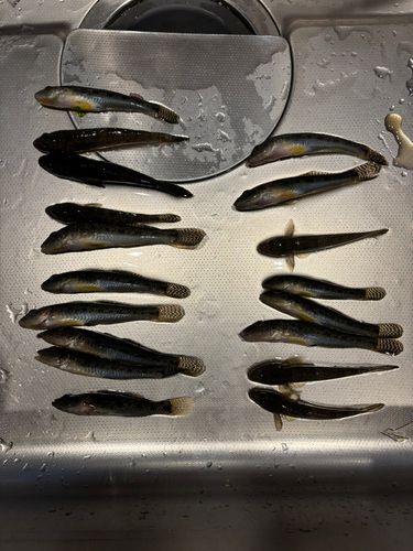 ハゼの釣果