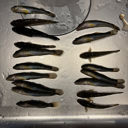 ハゼ