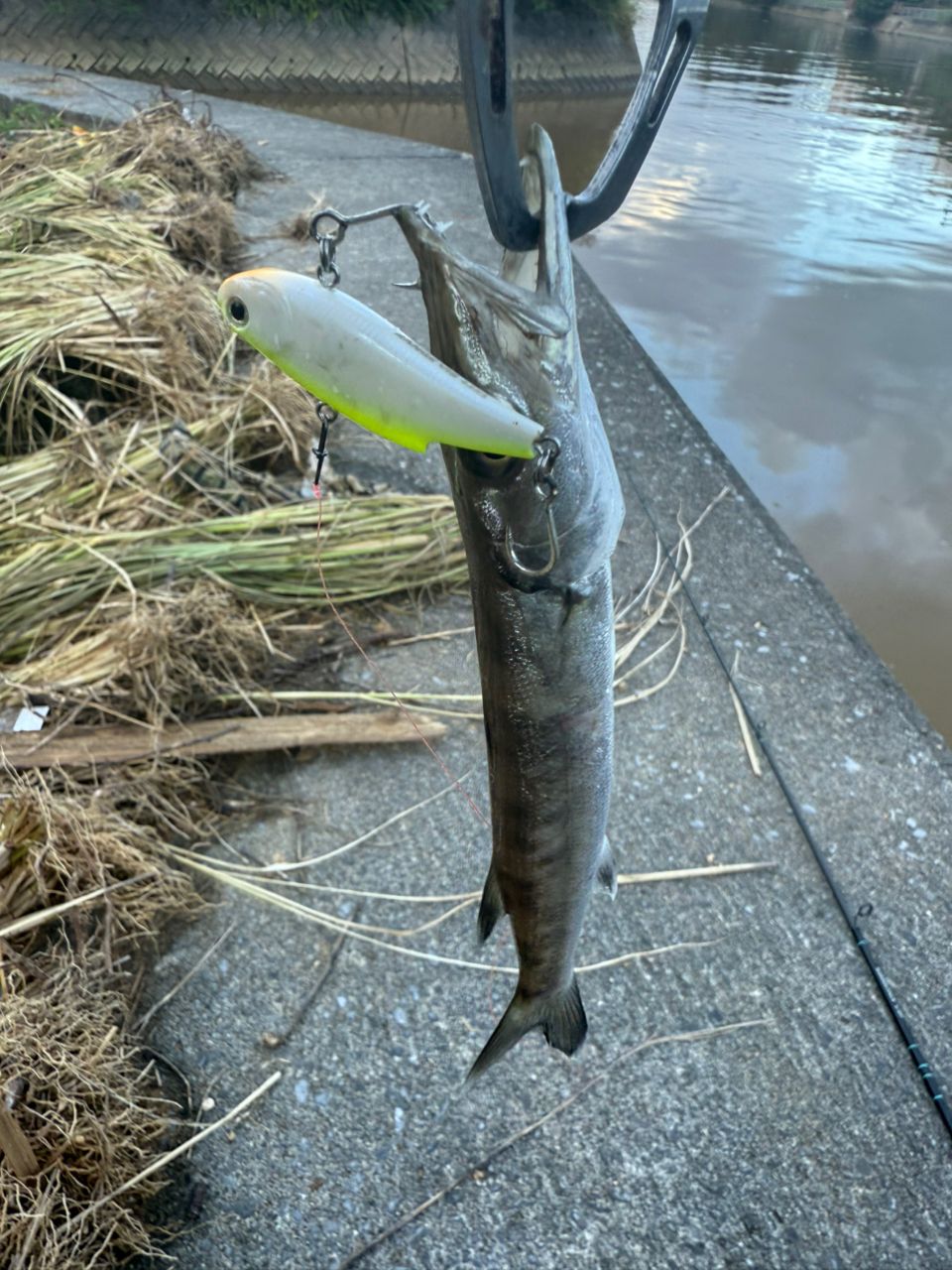 カマス