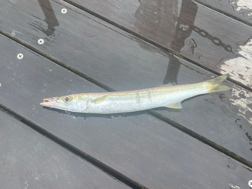カマスの釣果