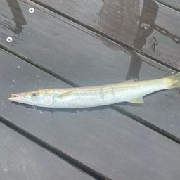 カマス