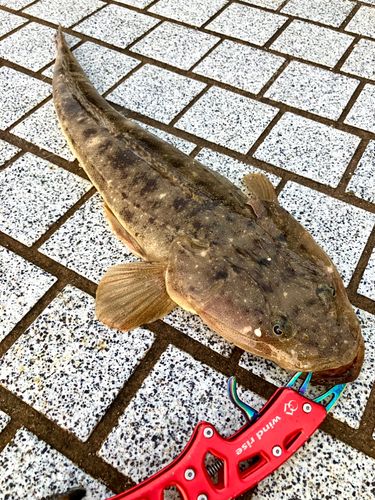 マゴチの釣果