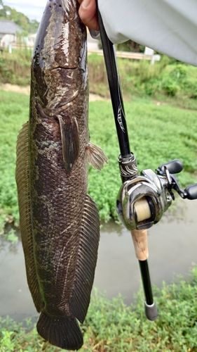 ライギョの釣果