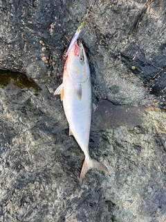 ワラサの釣果
