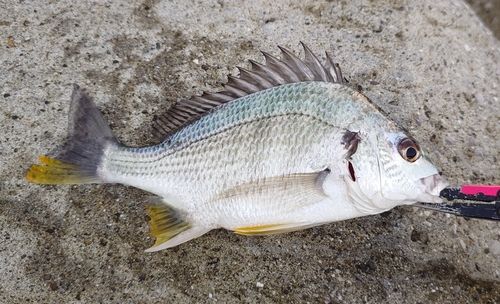 キビレの釣果