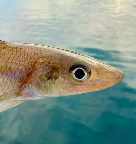 キスの釣果
