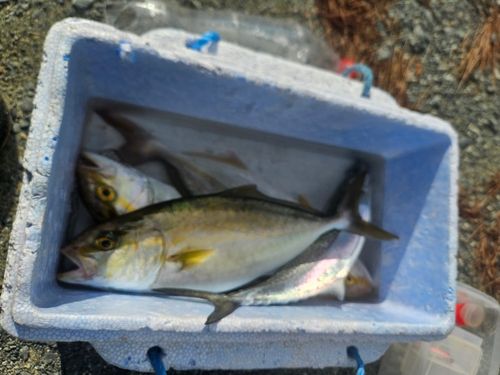 ネリゴの釣果