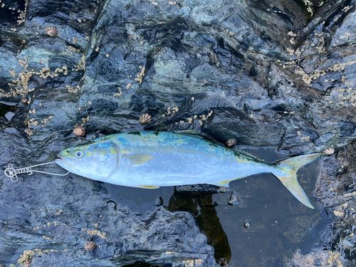 ワラサの釣果
