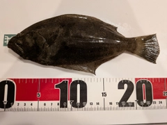 ヒラメの釣果
