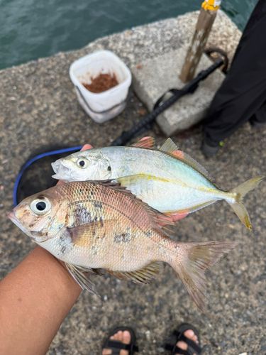 シマアジの釣果