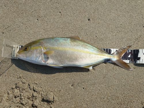 ショゴの釣果