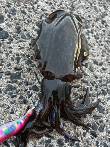 アオリイカの釣果